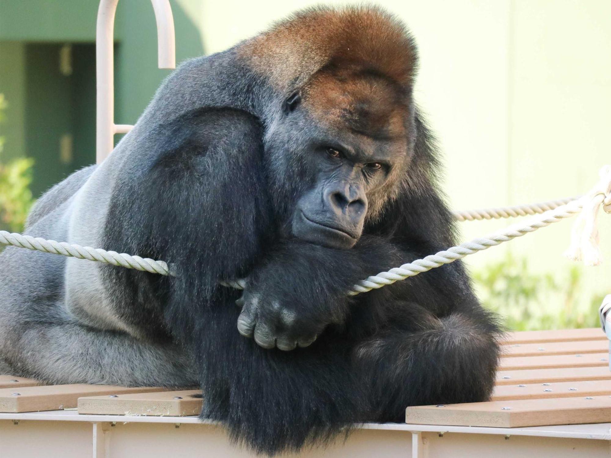 Nagoya Kanko Hotel Eksteriør billede Richard at the San Diego Zoo